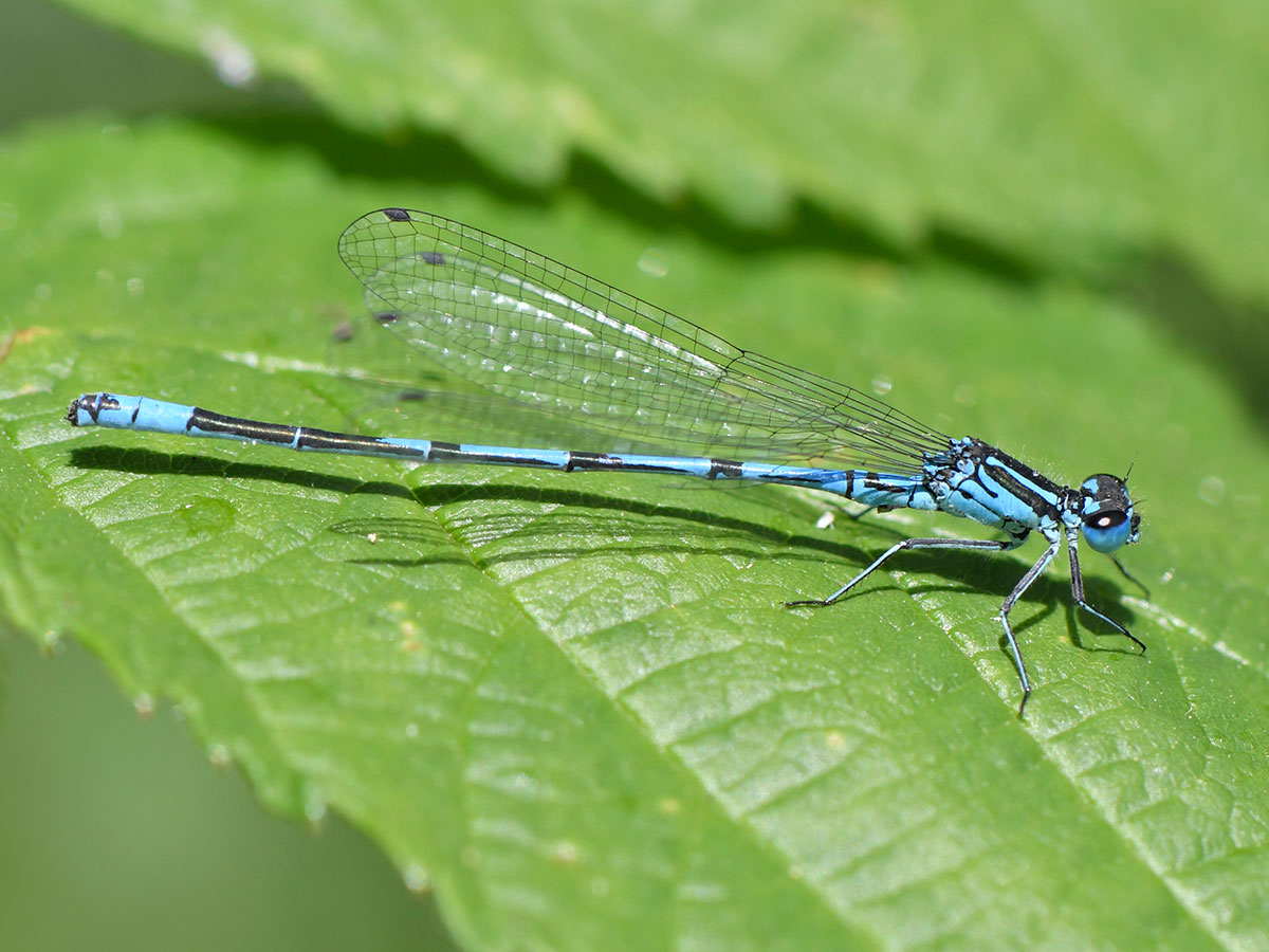 Coenagrion_puella
